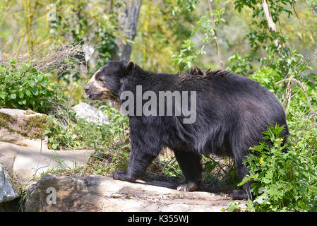 Orso andino (Tremarctos ornatus) noto anche come l'orso spectacled, camminando tra la vegetazione Foto Stock