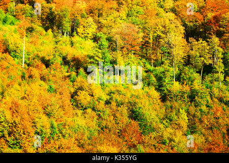 In autunno la foresta colorata Foto Stock