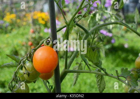 Orange pomodoro ciliegino in crescita in un orto giardino con aiuole Foto Stock