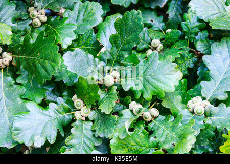 Close-up di giovani ghiande e foglie di quercia Foto Stock