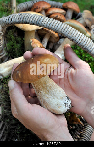 Cep nelle mani di selettore sopra un cestino con funghi Foto Stock