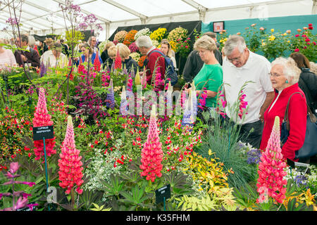 Un impressionante display di diverse varietà di lupino nel tendone floreale al 2017 RHS Malvern spettacolo primaverile, Worcestershire, England, Regno Unito Foto Stock