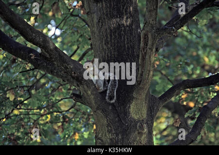 Lo scoiattolo nella struttura ad albero Foto Stock