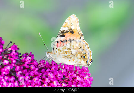 Macro di un dipinto laidy butterfly nettare di raccolta ad una budleja blossom Foto Stock