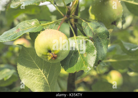 Piccole mele maturazione su rami di alberi per la prossima estate Foto Stock