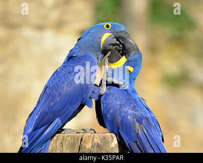 Primo piano di due Giacinto macaws (Anodorhynchus hyacinthinus) kissing Foto Stock