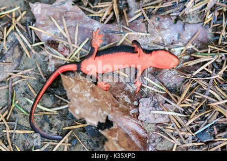 Rosso-panciuto Newt (Taricha rivularis) Playing Dead. Foto Stock