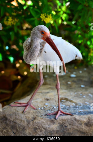 White Ibis essere amichevole e posare per una foto Foto Stock