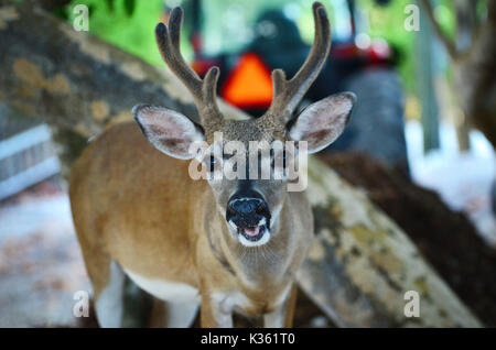 Chiave - cervi Odocoileus virginianus clavium Foto Stock