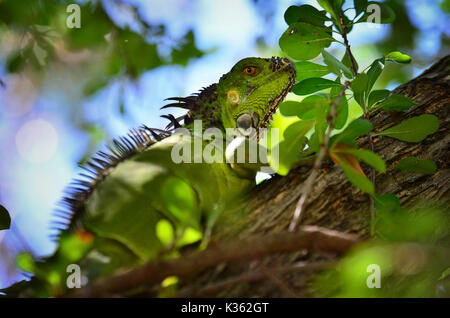 Green Iguana su un albero nel sud-ovest della Florida Foto Stock