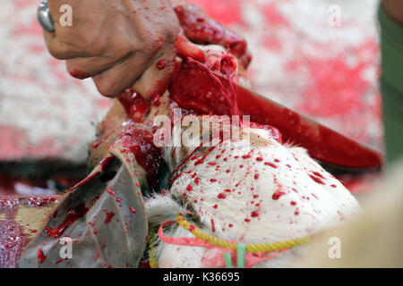 Bekasi, Indonesia. 01 Sep, 2017. (Nota del redattore: immagine contiene il contenuto grafico) una capra sembra essere macellati durante Idul Adha. Credito: Kuncoro Widyo Rumpoko/Pacific Press/Alamy Live News Foto Stock