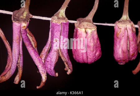 Essiccamento al sole di brinjals sul tetto di una casa nella periferia del distretto di Anantang una sessantina di chilometri dalla capitale estiva della controllata indiana Kashmir .Kashmir a prepararsi per i rigidi inverni, come vi è sempre la paura del blocco autostradale a causa della neve e pioggia durante il quale i prezzi delle verdure fresche andare ad alta.In precedenza, per la conservazione di alimenti secchi utilizzati per essere una necessità nelle case del Kashmir come a causa di inverni rigidi la disponibilità di cibo fresco era raro. Tuttavia, oggi anche quando le verdure fresche sono disponibili nel mercato la gente preferisce mangiare verdure essiccate e bevande di cibi freschi.Per dieci anni Foto Stock