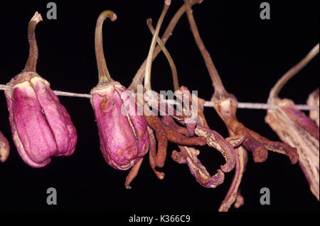 Essiccamento al sole di brinjals sul tetto di una casa nella periferia del distretto di Anantang una sessantina di chilometri dalla capitale estiva della controllata indiana Kashmir .Kashmir a prepararsi per i rigidi inverni, come vi è sempre la paura del blocco autostradale a causa della neve e pioggia durante il quale i prezzi delle verdure fresche andare ad alta.In precedenza, per la conservazione di alimenti secchi utilizzati per essere una necessità nelle case del Kashmir come a causa di inverni rigidi la disponibilità di cibo fresco era raro. Tuttavia, oggi anche quando le verdure fresche sono disponibili nel mercato la gente preferisce mangiare verdure essiccate e bevande di cibi freschi.Per dieci anni Foto Stock