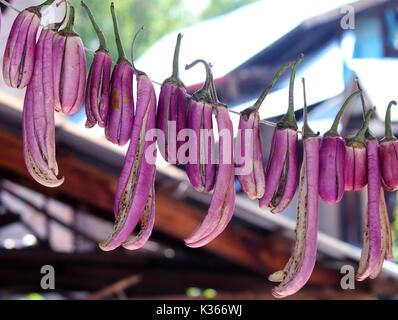 Essiccamento al sole di brinjals sul tetto di una casa nella periferia del distretto di Anantang una sessantina di chilometri dalla capitale estiva della controllata indiana Kashmir .Kashmir a prepararsi per i rigidi inverni, come vi è sempre la paura del blocco autostradale a causa della neve e pioggia durante il quale i prezzi delle verdure fresche andare ad alta.In precedenza, per la conservazione di alimenti secchi utilizzati per essere una necessità nelle case del Kashmir come a causa di inverni rigidi la disponibilità di cibo fresco era raro. Tuttavia, oggi anche quando le verdure fresche sono disponibili nel mercato la gente preferisce mangiare verdure essiccate e bevande di cibi freschi.Per dieci anni Foto Stock