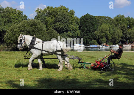 Richmond, SW LONDRA, REGNO UNITO. Il 1° settembre 2017. Su una bella giornata calda e soleggiata, un cavallo disegnato erba taglierina viene utilizzato accanto al Tamigi a Richmond, a sud-ovest di Londra. Credito: Julia Gavin/Alamy Live News Foto Stock