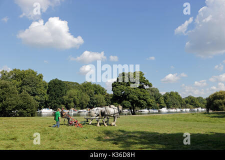 Richmond, SW LONDRA, REGNO UNITO. Il 1° settembre 2017. Su una bella giornata calda e soleggiata, un cavallo disegnato erba taglierina viene utilizzato accanto al Tamigi a Richmond, a sud-ovest di Londra. Credito: Julia Gavin/Alamy Live News Foto Stock