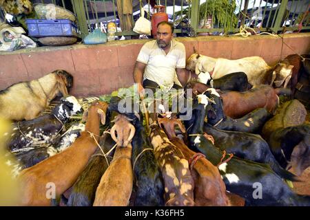 New Delhi, India. 1 Sep, 2017. Una capra vender attende i clienti alla vigilia di Eid al-Adha festival vicino Jama Masjid mercato in New Delhi, India, Sett. 1, 2017. I musulmani in India si stanno preparando a celebrare il festival annuale di Eid al-Adha, o la festa del sacrificio. Credito: Stringer/Xinhua/Alamy Live News Foto Stock