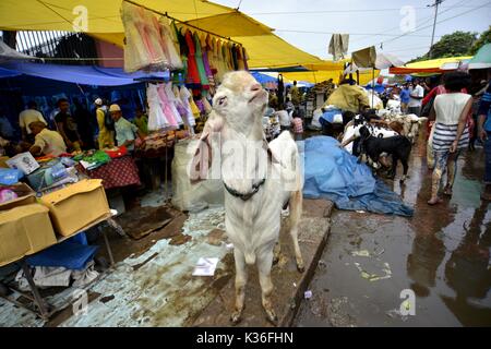 New Delhi, India. 1 Sep, 2017. La capra è visto in una strada vicino a Jama Masjid mercato alla vigilia di Eid al-Adha festival di New Delhi, India, Sett. 1, 2017. I musulmani in India si stanno preparando a celebrare il festival annuale di Eid al-Adha, o la festa del sacrificio. Credito: Stringer/Xinhua/Alamy Live News Foto Stock