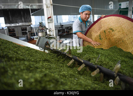 Anxin cinese nella provincia di Hebei. 31 Agosto, 2017. Un lavoratore si asciuga il laminato a lotus foglie per fare il tè all'Hebei perla del lago Baiyangdian agricoli e di emarginare i prodotti Technology Co., Ltd nella contea di Anxin, nel nord della Cina di nella provincia di Hebei, 31 Agosto, 2017. Il lago di Baiyangdian, come uno dei più grandi di acquitrini di acqua dolce in Cina del nord, è ricca in lotus leaf risorsa e la produzione di foglia di loto Il tè è diventato una nuova fonte di profitto per gli agricoltori locali. Credito: Shen Hong/Xinhua/Alamy Live News Foto Stock