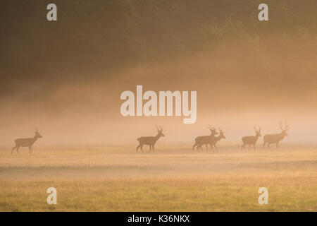 Windsor, Regno Unito. Il 2 settembre, 2017. Stags muoversi attraverso la mattina presto la nebbia in Windsor Great Park. Vi è un allevamento di circa 500 cervi entro il contenitore di cervi nel parco, tutti discendono da quaranta cerve e due cervi introdotte nel 1979 dal Duca di Edimburgo. Credito: Mark Kerrison/Alamy Live News Foto Stock