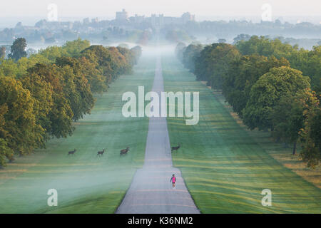 Windsor, Regno Unito. Il 2 settembre, 2017. Red Deer attraversare la lunga passeggiata in Windsor Great Park nelle prime ore del mattino. Credito: Mark Kerrison/Alamy Live News Foto Stock