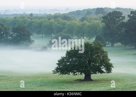 Windsor, Regno Unito. Il 2 settembre, 2017. Early Morning mist galleggiano per Windsor Great Park. Credito: Mark Kerrison/Alamy Live News Foto Stock