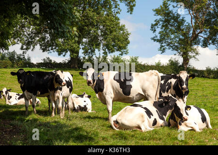 Fritchley, Derbyshire, Regno Unito Il 2 settembre 2017. Bovini in un campo creare un tipico inglese rurale scena su una calda giornata di sole in una fattoria vicino al Derbyshire village di Fritchley. Credito: Mark Richardson/Alamy Live News Foto Stock