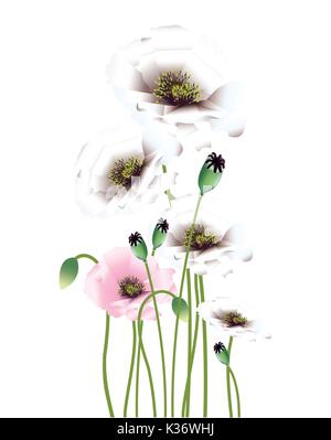 Bellissimi colori luminosi di papavero con boccioli e baccelli di semi Illustrazione Vettoriale