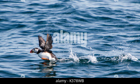 Atlantic Puffin [Fratercula arctica] tenendo fuori dalla superficie dell'oceano vicino a Reykjavik. Foto Stock