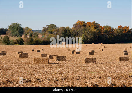 SQUARE balle di fieno attraverso raccolte campo di mais, LITITZ PENNSYLVANIA Foto Stock