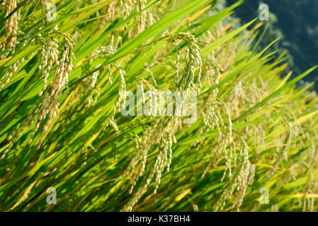 Close-up foto di riso appiccicoso di piante in un campo di risone nella città di montagna di Mai Chau, Vietnam appena prima del tempo del raccolto. Foto Stock