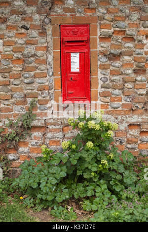 Victoran Letter Box. Incorporati entro Hickling Hall farm, flinstone e un muro di mattoni. Hickling Village. Norfolk. East Anglia. Nota vegetale (Alexanders Smyr Foto Stock