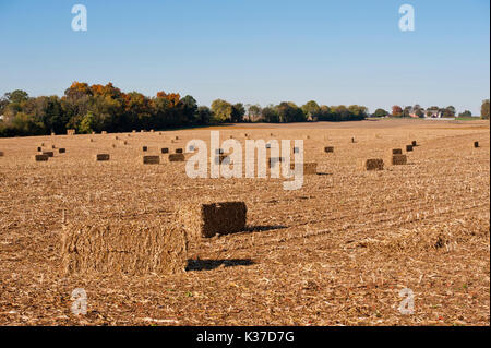 SQUARE balle di fieno attraverso raccolte campo di mais, LITITZ PENNSYLVANIA Foto Stock