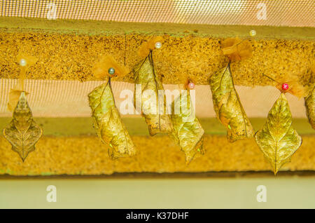 Farfalle in uno stadio di pupa in Mariposario La Casa delle Farfalle a Mindo, Ecuador Foto Stock