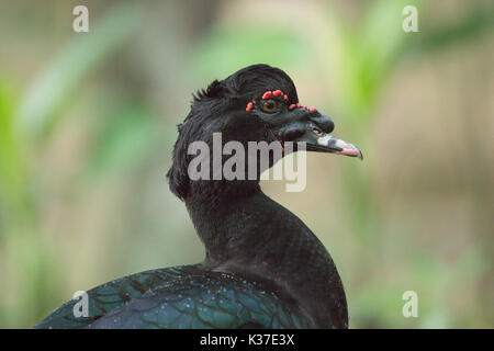 Anatra muta Cairina moschata. Adulto Drake. Al Wildfowl Trust, punto-a-Pierre, Trinidad. Progenitore selvatico del cortile addomesticati anatra muta. Foto Stock