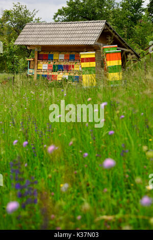 Colorati dipinti tradizionalmente apiario beehive house a Kralov Med in Selo vicino a Bled Slovenia con campo di fiori selvatici a molla Foto Stock