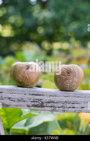 Malus domestica e Monilinia laxa e Monilinia fructigena. Caduti di mele con marciume bruno sul braccio di un giardino in legno sedile. Regno Unito Foto Stock