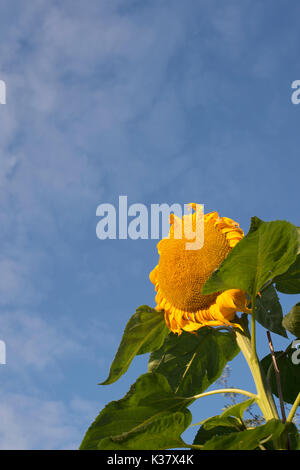 Helianthus annuus "Titan". Girasole gigante in un giardino inglese contro un cielo blu. Regno Unito Foto Stock