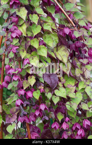 Rhodochiton atrosanguineus. Campana viola vine fiori. Regno Unito Foto Stock