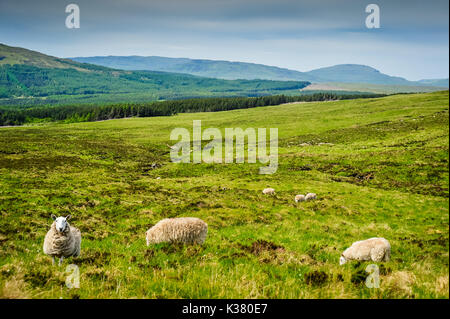 Pecore al pascolo a Glen fragile, Isola di Skye in Scozia Foto Stock