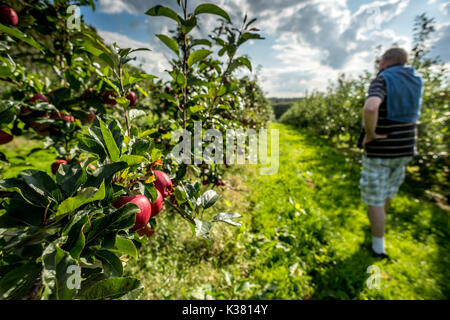 Un azienda frutticola del Kent e Sussex confine Foto Stock