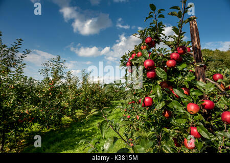 Un azienda frutticola del Kent e Sussex confine Foto Stock