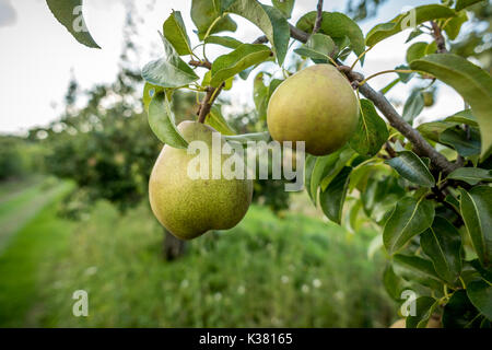 Un azienda frutticola del Kent e Sussex confine Foto Stock