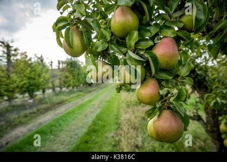 Un azienda frutticola del Kent e Sussex confine Foto Stock