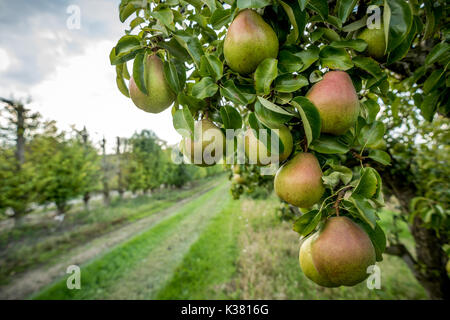 Un azienda frutticola del Kent e Sussex confine Foto Stock