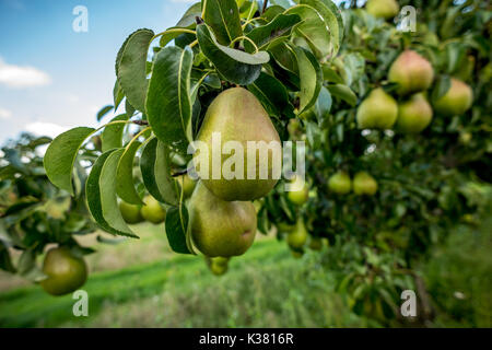 Un azienda frutticola del Kent e Sussex confine Foto Stock