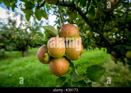 Un azienda frutticola del Kent e Sussex confine Foto Stock