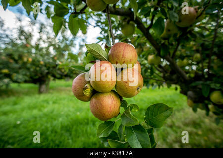 Un azienda frutticola del Kent e Sussex confine Foto Stock