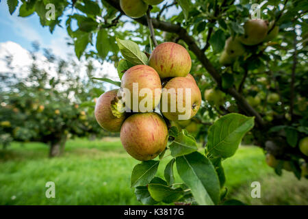 Un azienda frutticola del Kent e Sussex confine Foto Stock