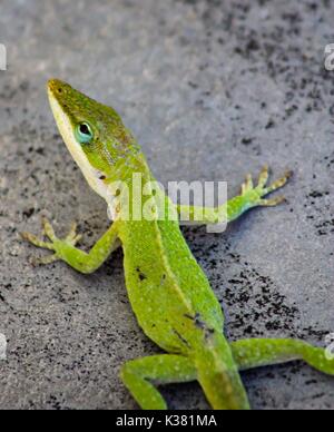 Carolina Anole verde Lizard Foto Stock